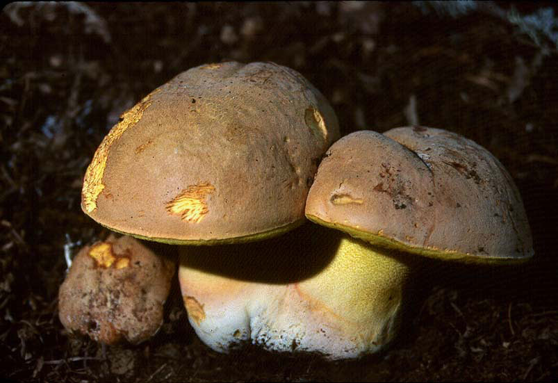 Butyriboletus persolidus